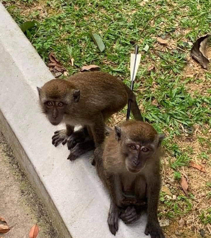 武汉一公园惊现猴子买卖，引发社会热议