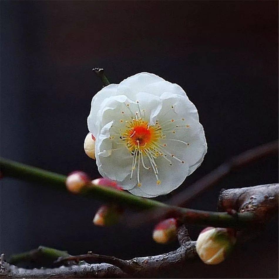 冬去春会来，雪化花会开