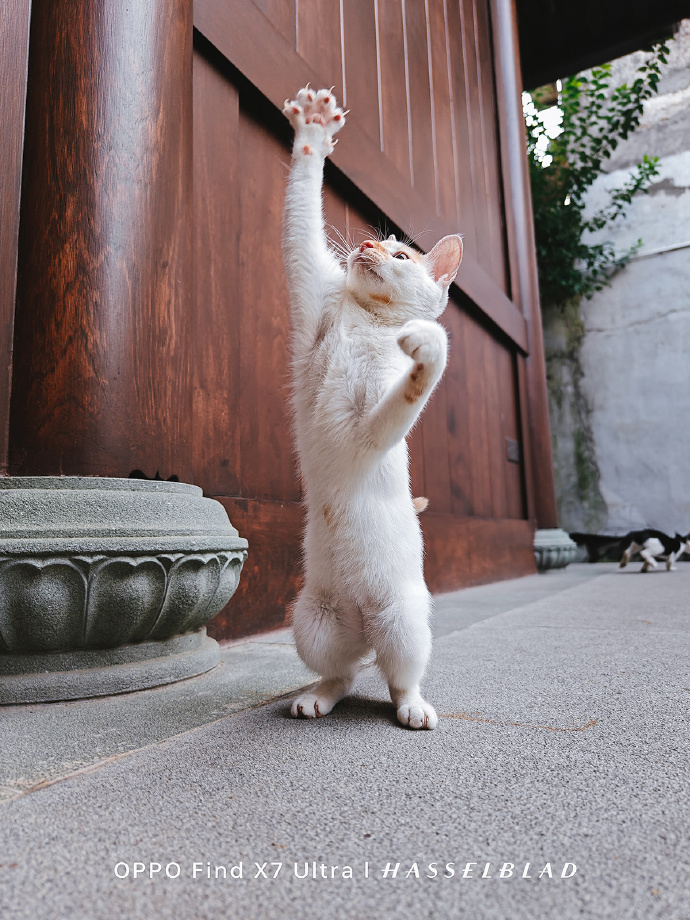 寺庙萌猫成网红，游客争相击掌拍照，和谐共处揭秘！