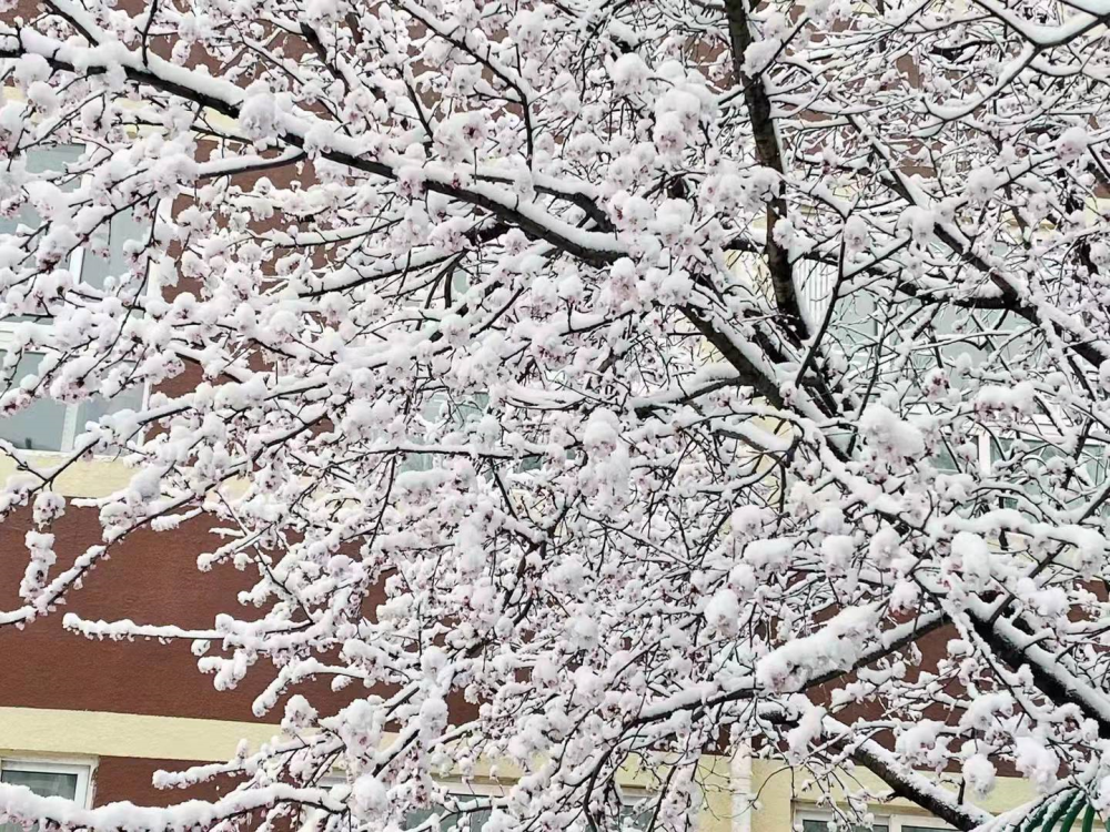 北京惊现雪域奇观！初冬雪花纷飞，古都迎来别样风情